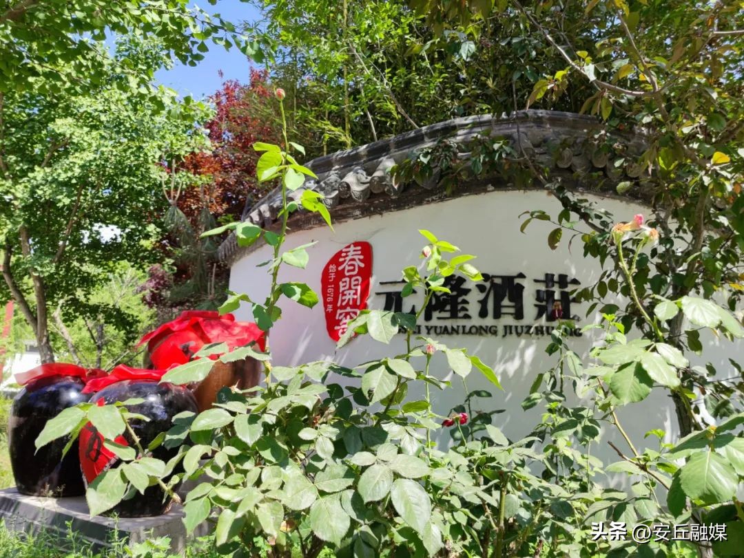 安丘春开窖酒厂,春开窖中华老字号