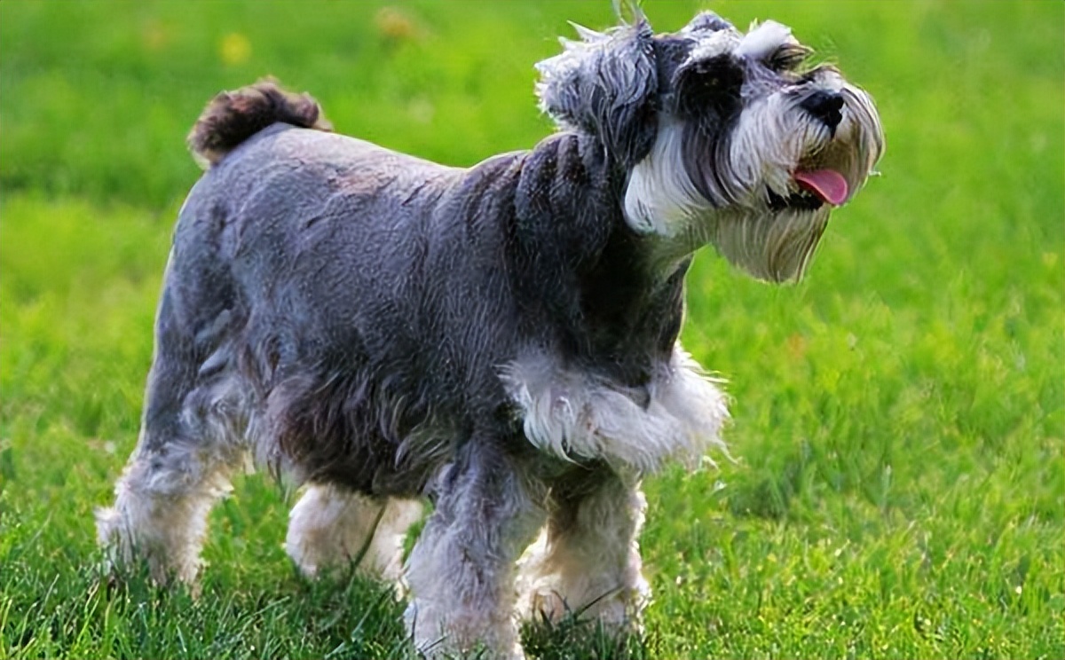 新手养狗选择哪种狗便宜又好,养狗新手推荐什么狗大型便宜好养