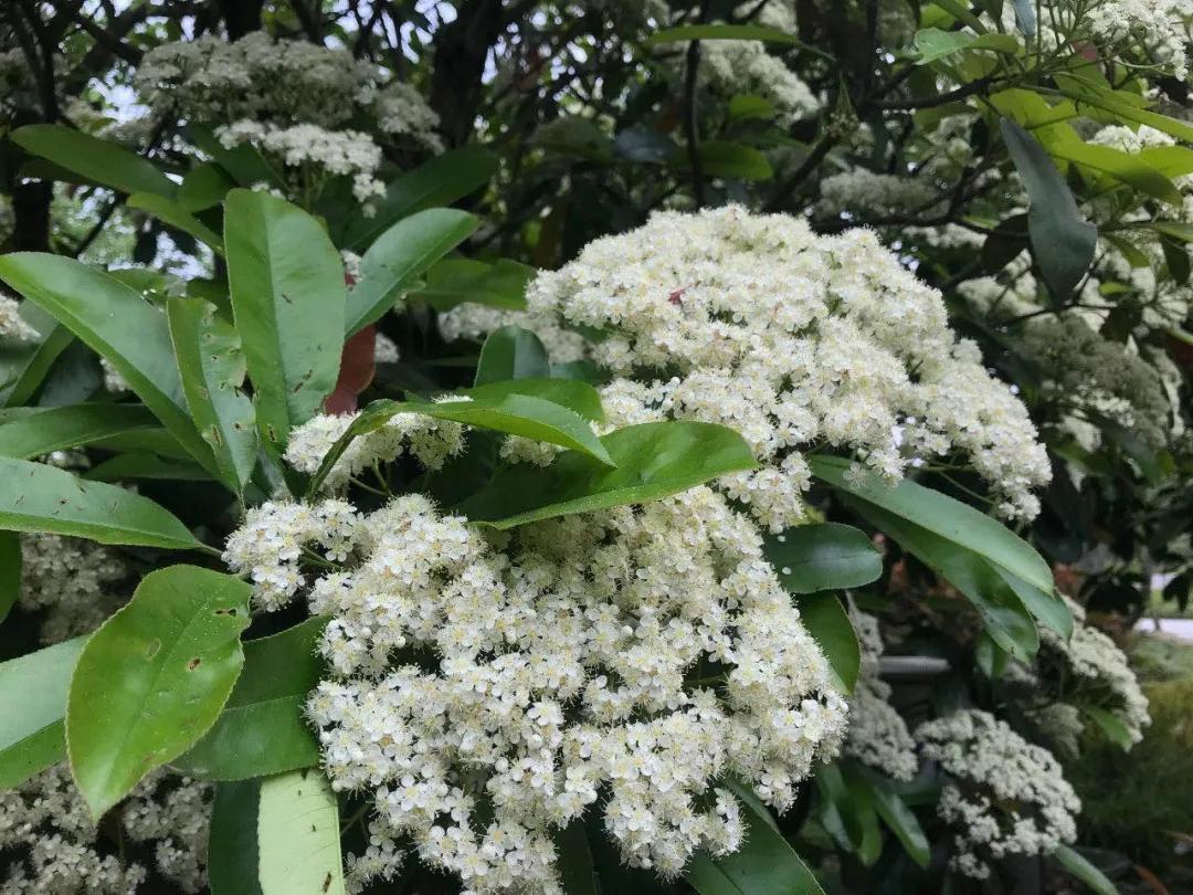 石楠花的优点与缺点,石楠花虽臭但也有着它的优点