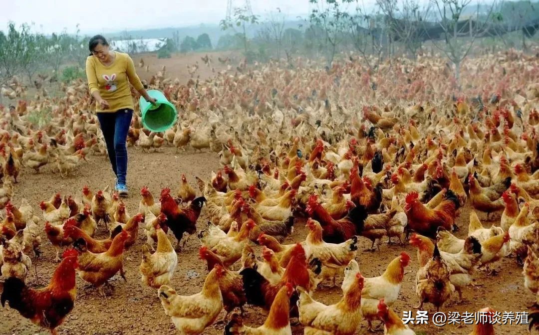 养肉鸡还是土鸡挣钱,养土鸡下蛋挣钱