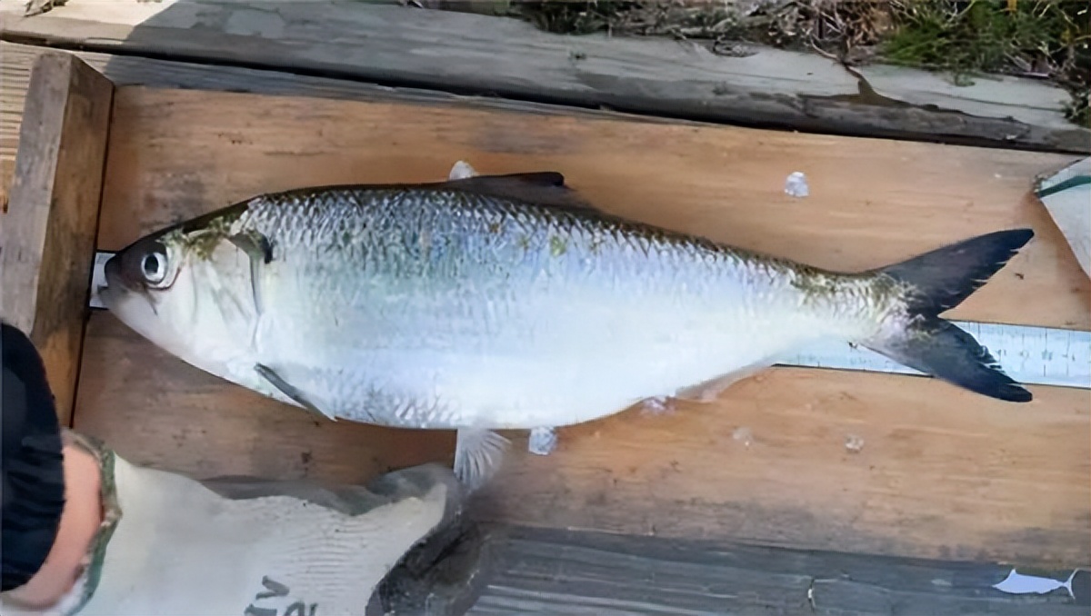 淡水鱼排行榜前十名价格,国内常见淡水鱼价格排行