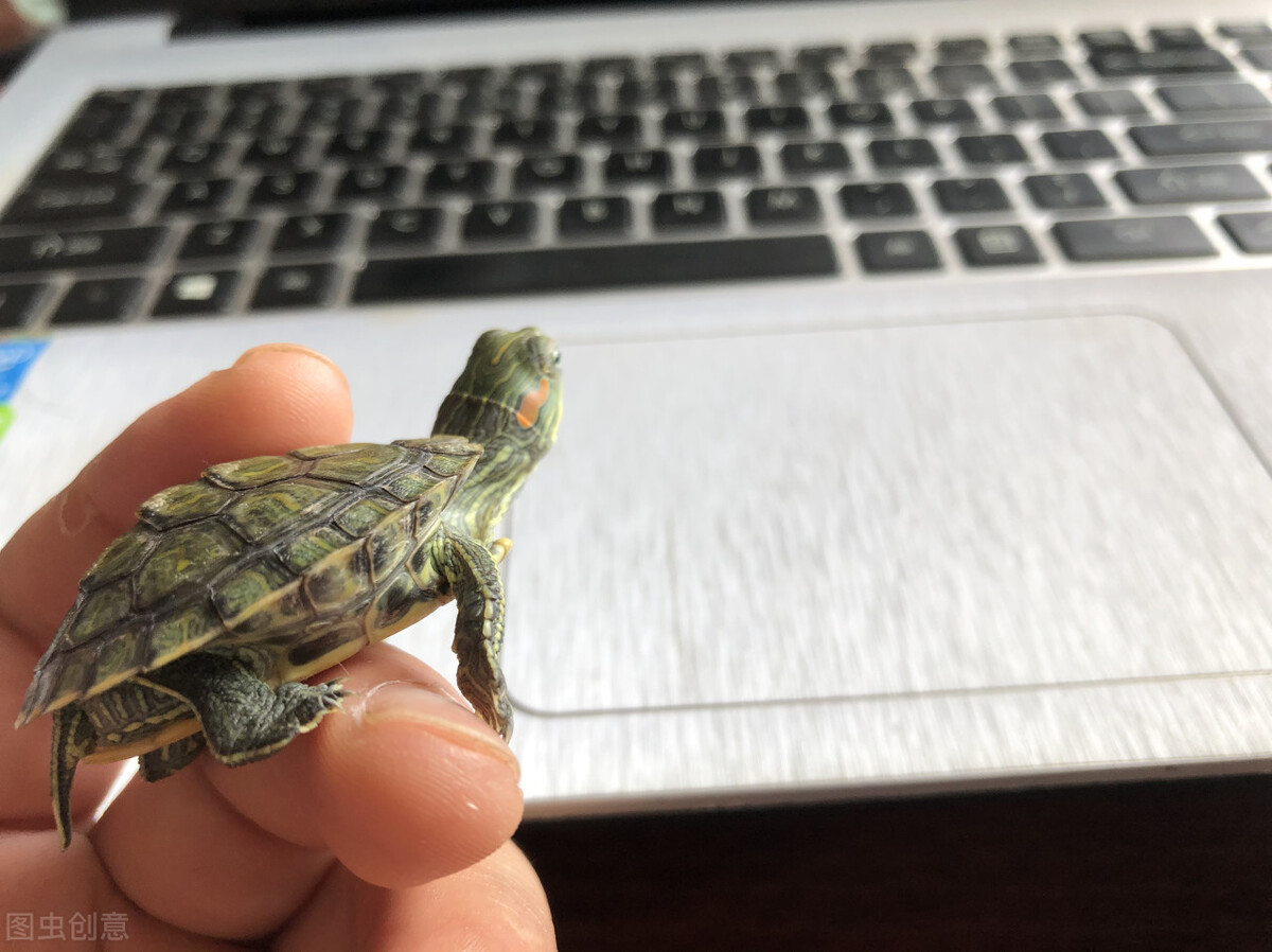 巴西龟放生的条件,巴西龟在哪里能放生