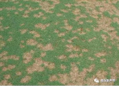 草坪要除草的方法,草坪锈病的病害预测及防治策略