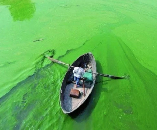 蓝藻的正确治疗方法,蓝藻的最佳解决方法