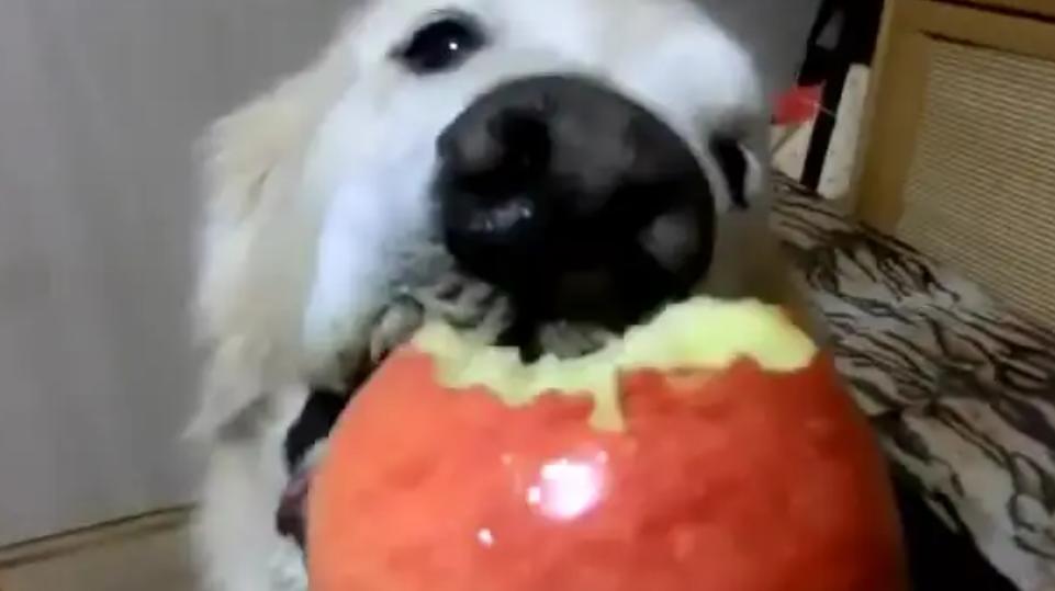 狗狗吃水果注意什么,夏天给狗狗吃什么能解暑