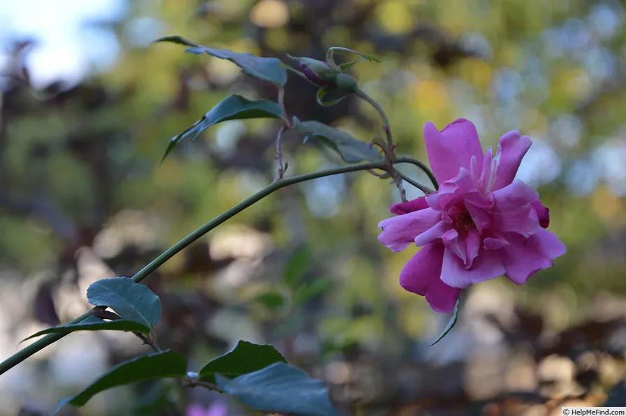 真正的中国古老月季,中国的古老月季