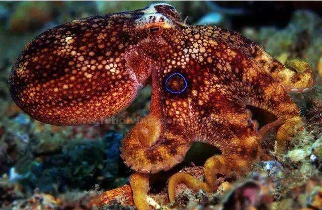 世界上最聪明的人类大脑,人类历史上最聪明的动物