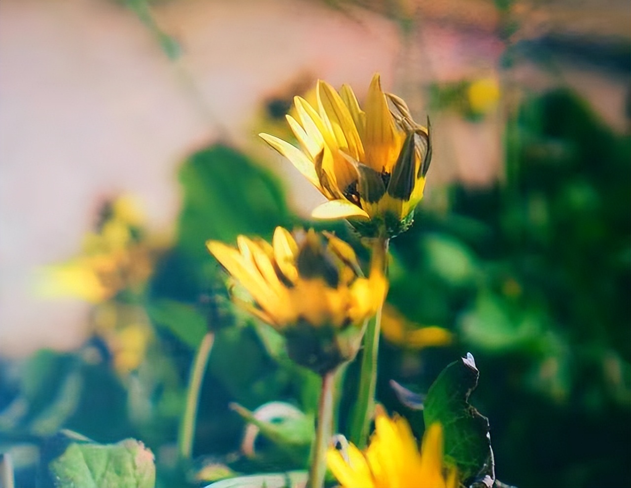 女人不自爱的底层逻辑,女人不自尊自爱的原因