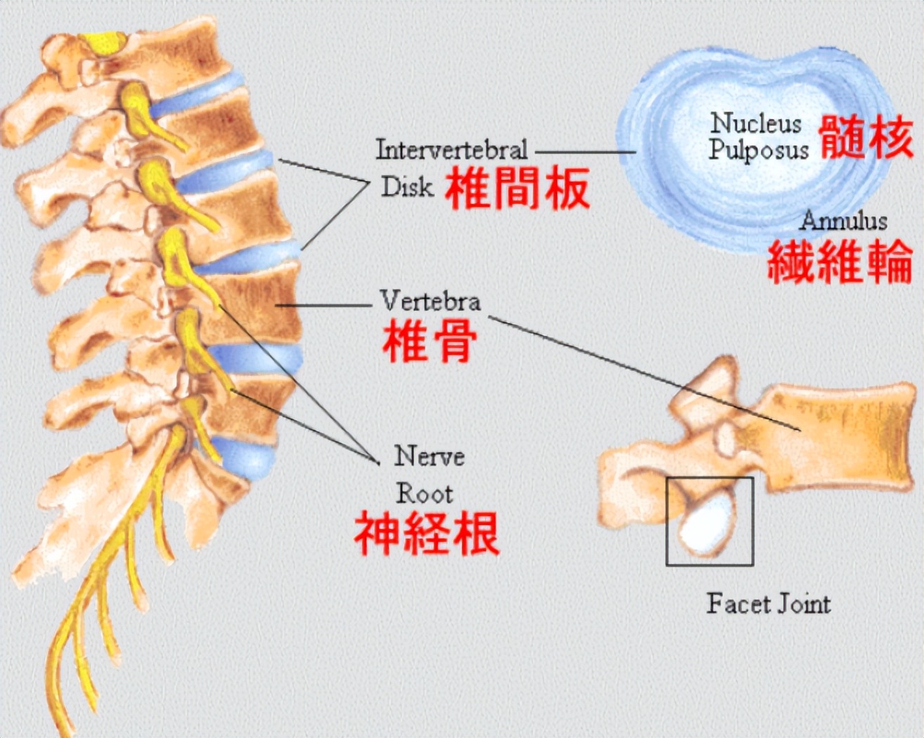 怎样使用划船机不伤膝盖,划船机如何不用腰发力