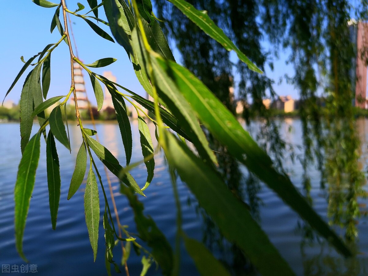 风吹杨柳万千条打一动物,风吹杨柳万千条解析