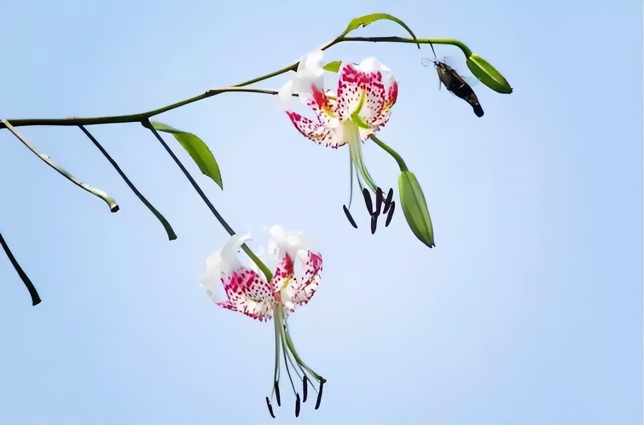 可以入药的百合品种,百合种类名称及图片及花语