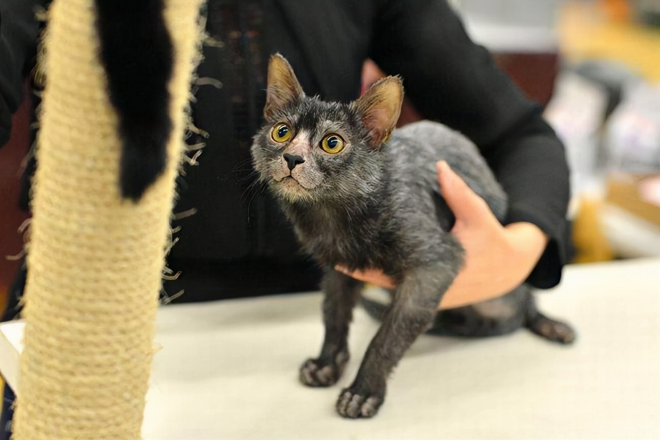 这几种猫不要养,哪几种猫便宜又好养