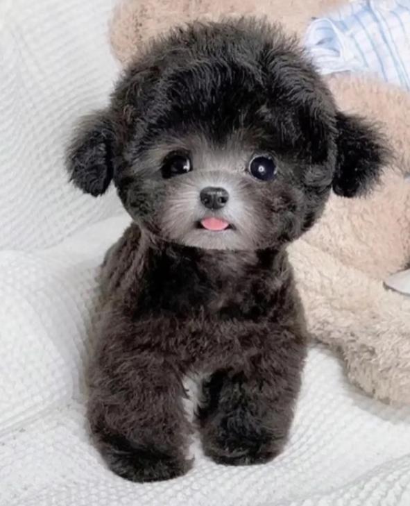 泰迪消费高吗,泰迪基本常识