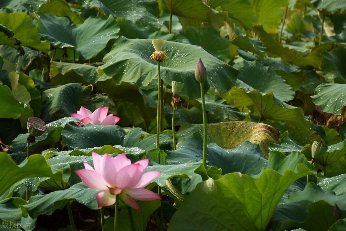 古诗词中荷花的意象思乡,荷花在古诗中表达的情感