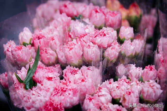 康乃馨怎么开大花,康乃馨的花越开越小怎么了