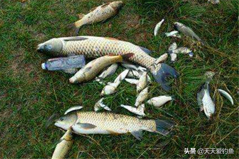 钓鱼技巧野钓中的4大万能技巧,新手野钓的十大钓鱼技巧