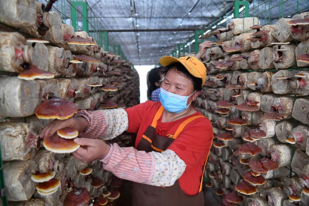 对话｜菌物产业：前景广阔的“绿色矿藏”