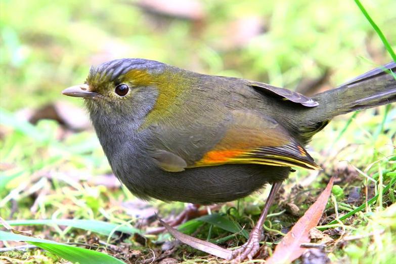 50张最佳鸟类摄影作品,鸟儿大全大图