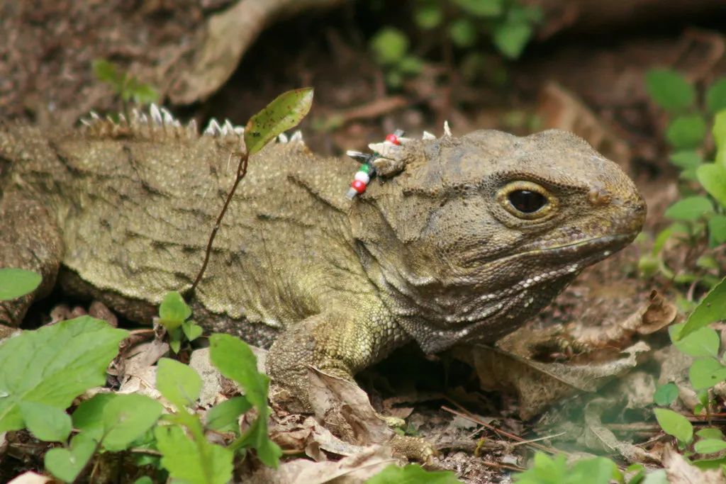 汤加海啸影响新西兰吗,汤加火山喷发致海啸完整