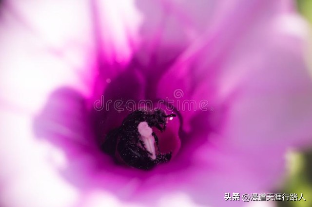 菊花保卫战完整视频,菊花保卫战