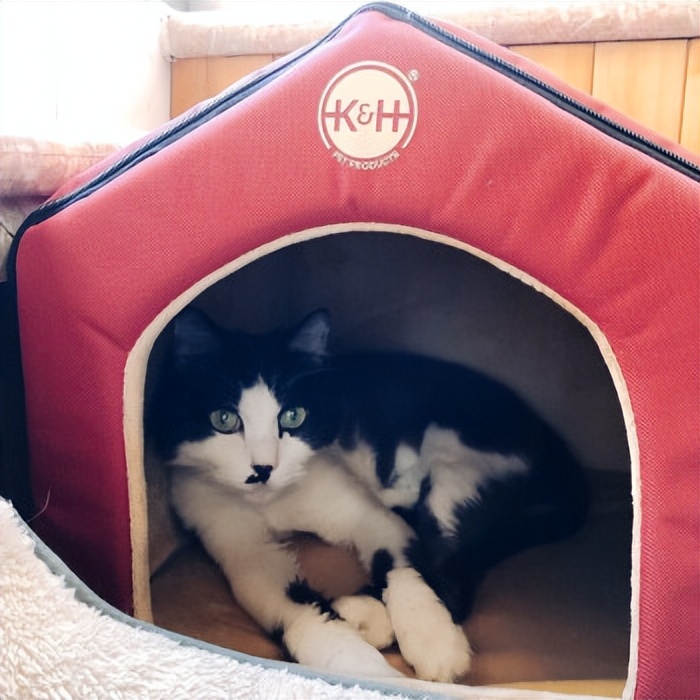 第一次养猫应该怎么选猫,养了7只猫咪