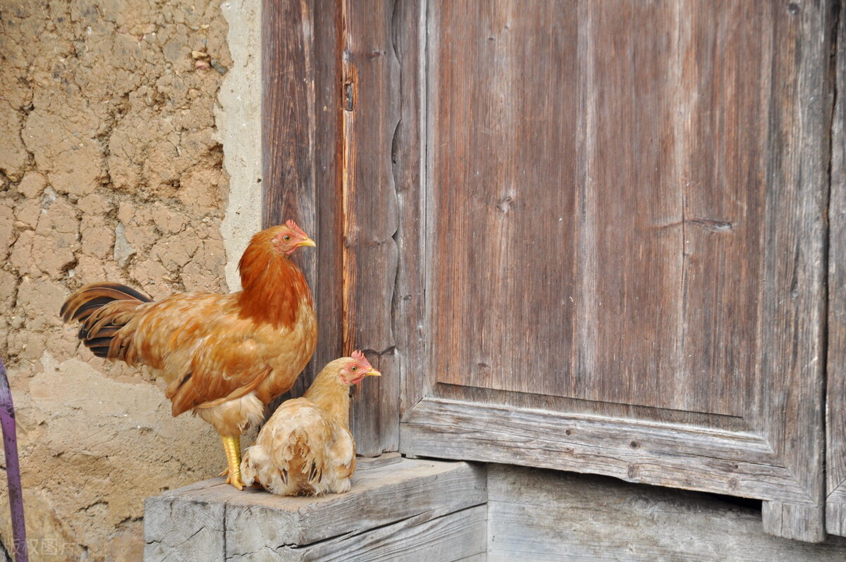 家禽疾病,禽李氏杆菌病