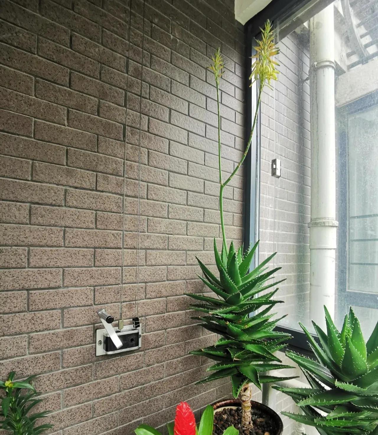 吸甲醛排行榜前十名的十种花,吸客厅甲醛最好的10种花