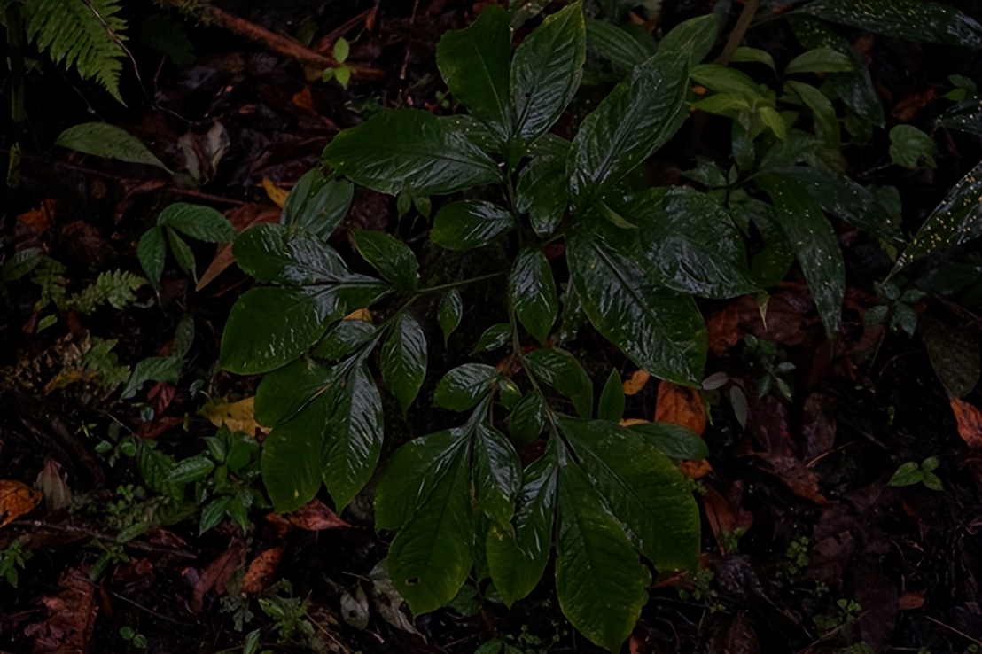麻辣烫用料魔芋是荤菜还是素菜,魔芋爽是素菜还是荤菜