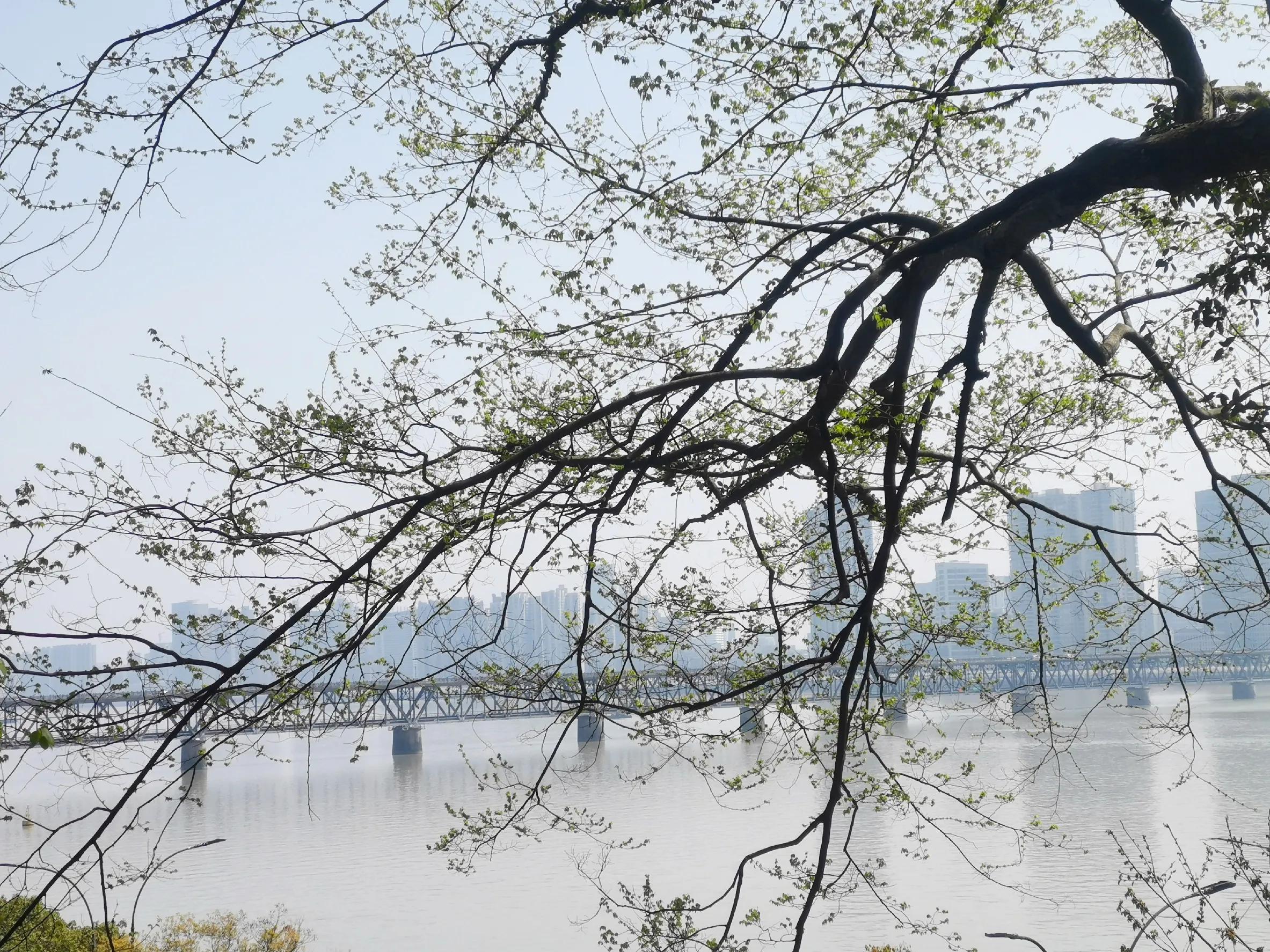 杭州西湖钱塘江大桥六和塔全景,推荐杭州西湖边值得一看的景点