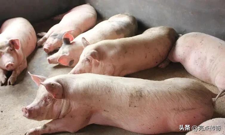 猪拉血怎么治最好,猪拉血的原因及治疗方法