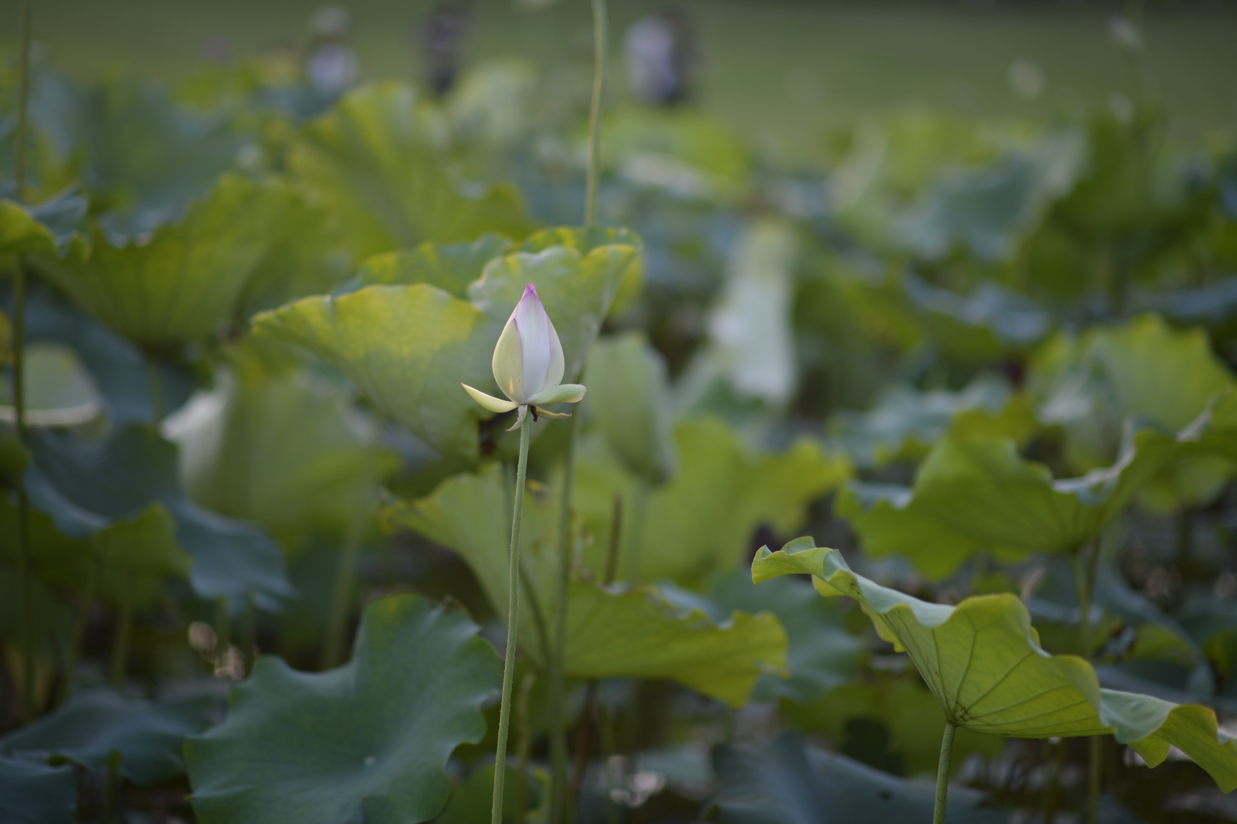 重庆市赏花胜地游玩线路,重庆渝北周边赏花地点推荐