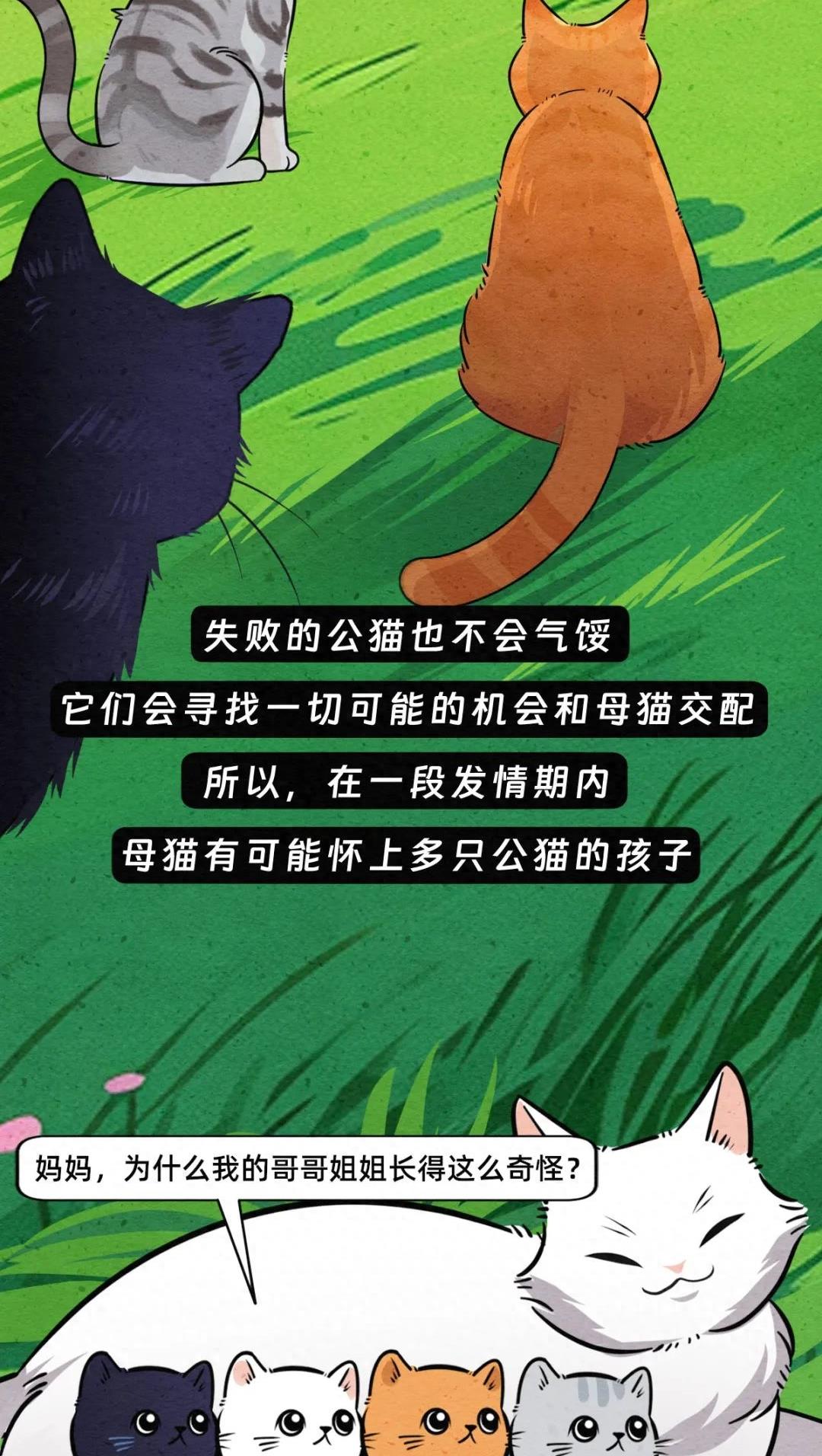 动物交配行为鉴赏，真的触碰到了我的知识盲区（漫画）