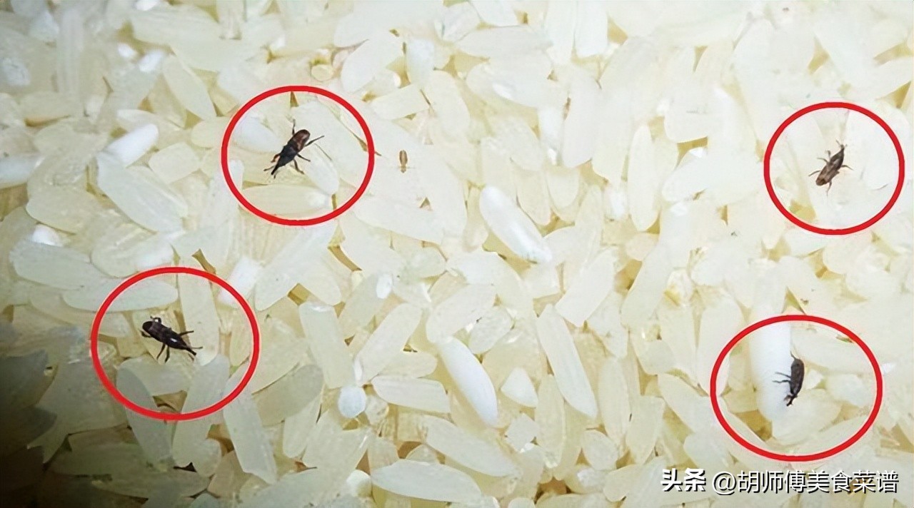 米桶能防止大米生虫吗,防米虫米桶为什么还会生虫