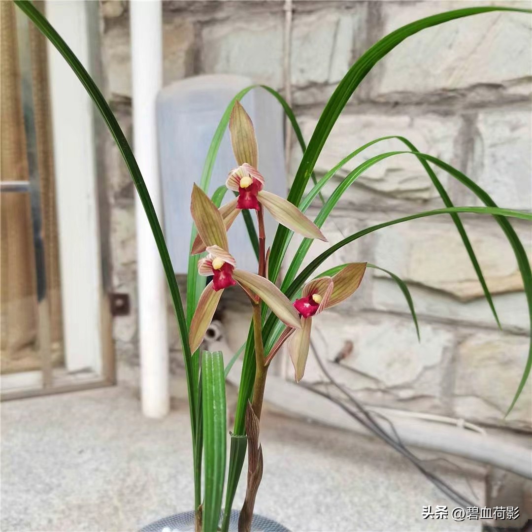 98年，男子88元购入一棵兰花，2023年他靠此花暴富，兰友：有眼光