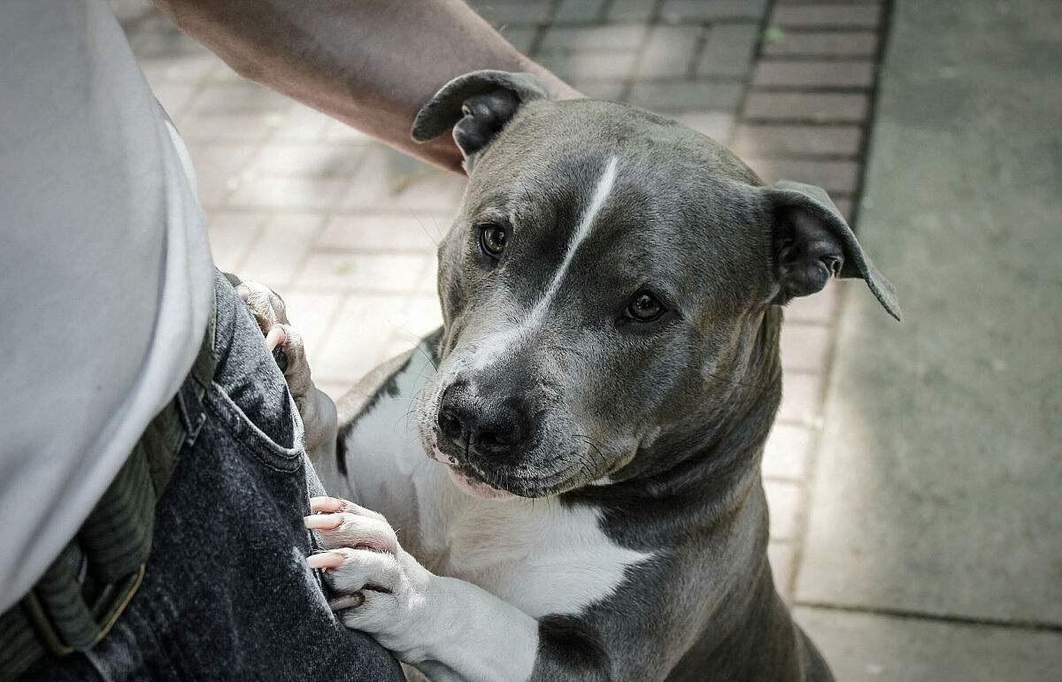 狗狗对你忠心会有这几种表现,狗狗对你爱的表现有哪些