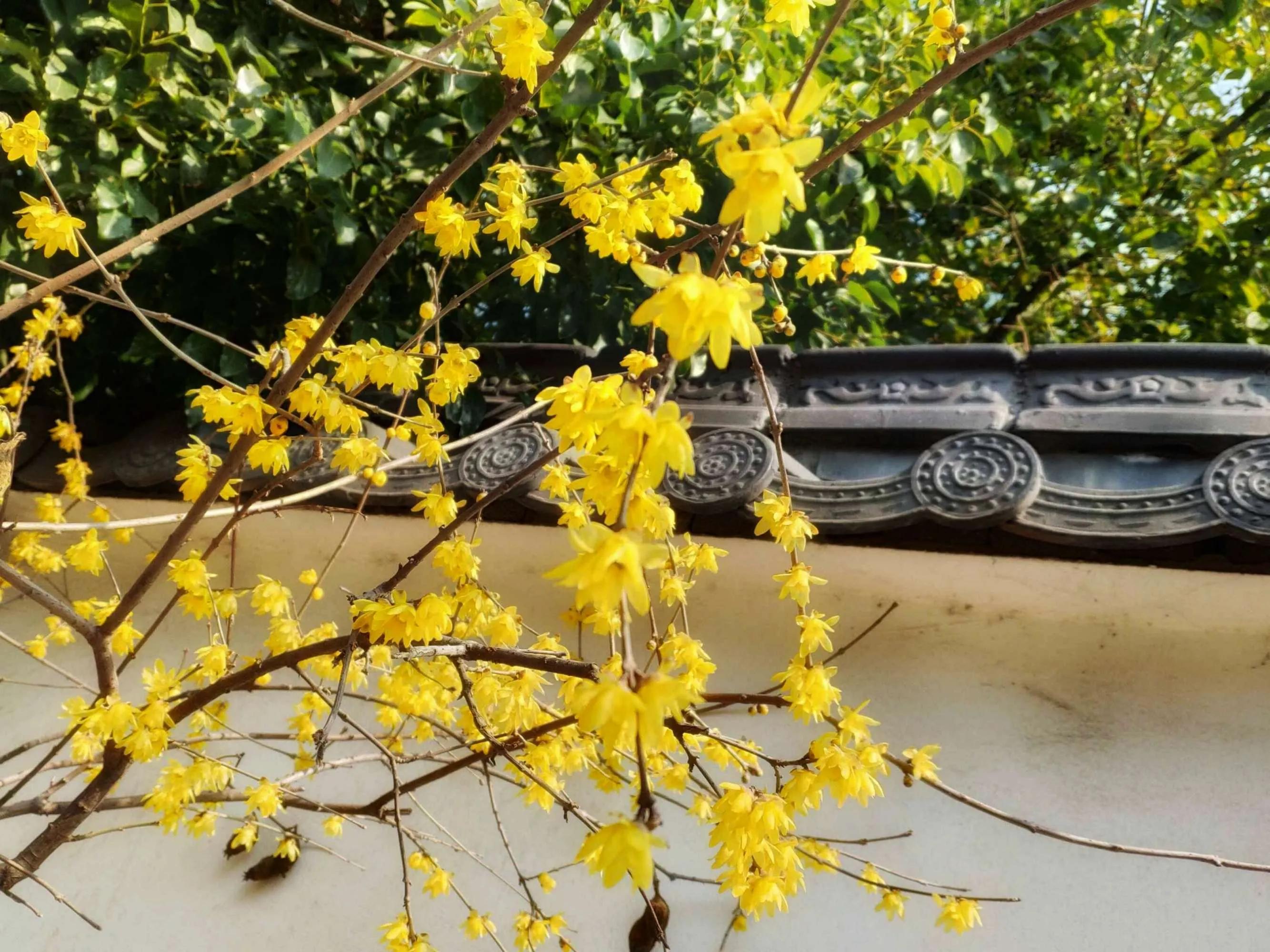 古诗中的梅花是腊梅吗,赞美腊梅与梅花的诗句