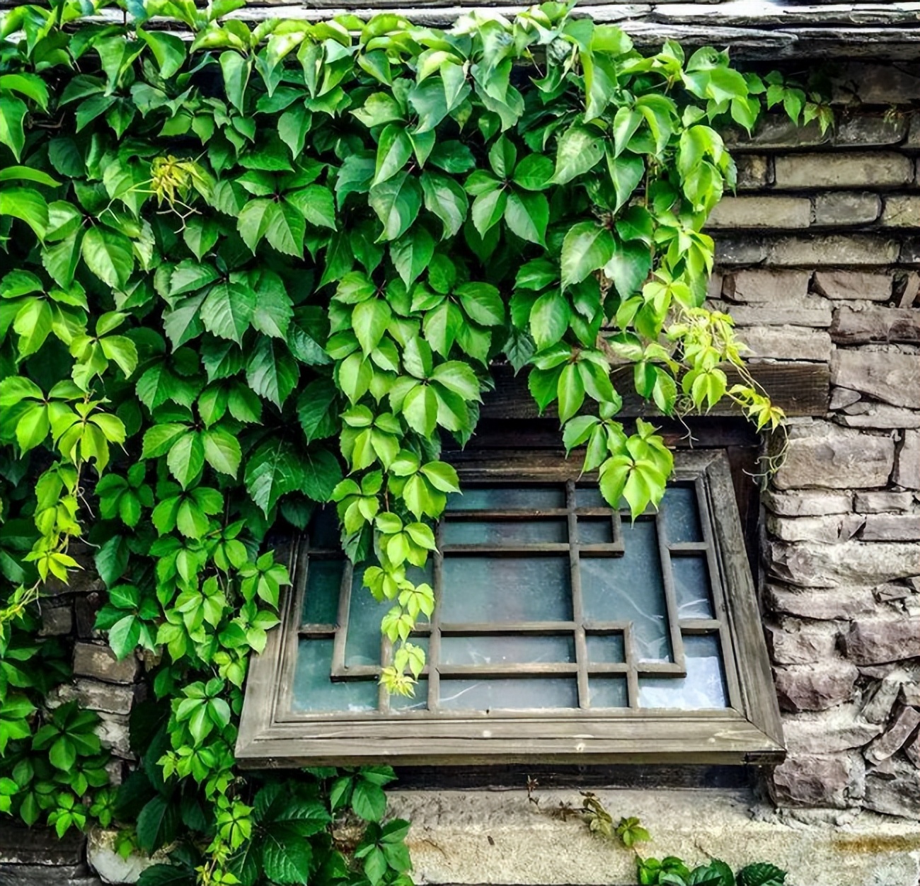 爱干净的人应该养什么动物,家中千万别养这8种毒花