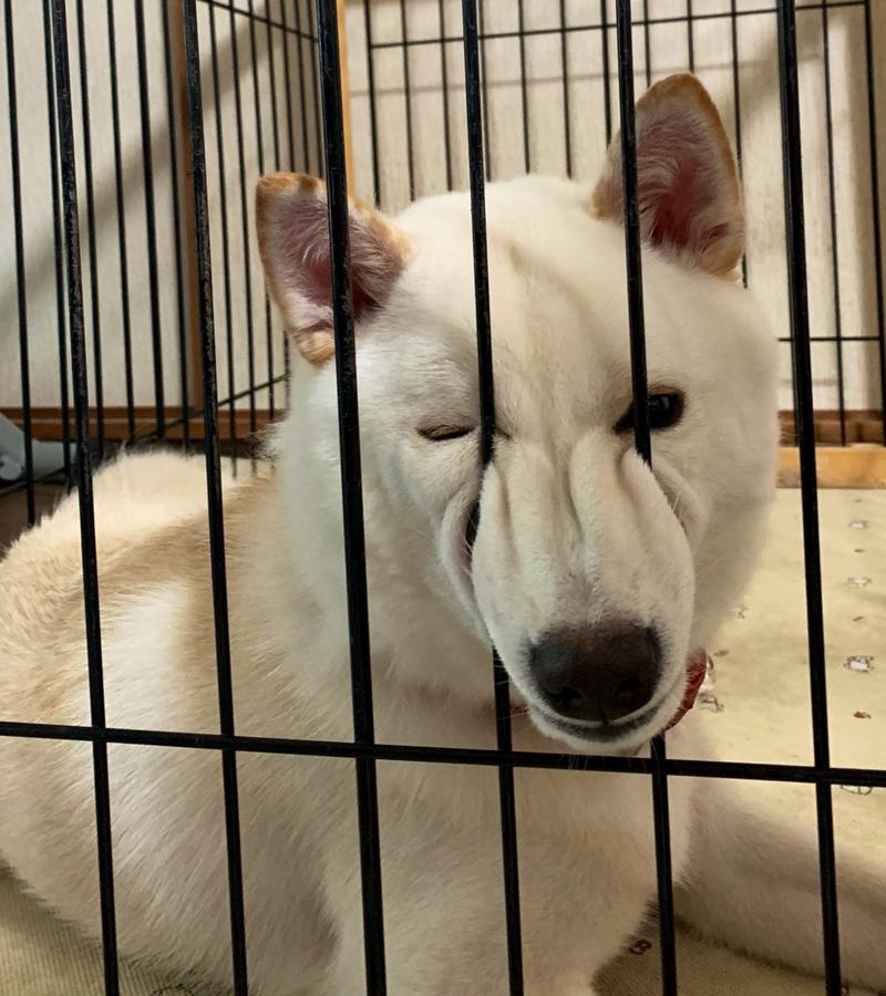 狗舍买到病狗不退,家里养的狗卖了有什么讲究