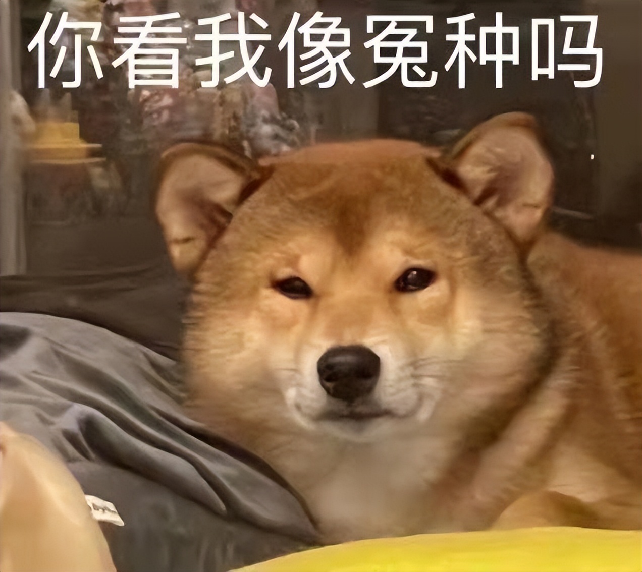 收下这份雪糕刺客图鉴,放开那根高价雪糕