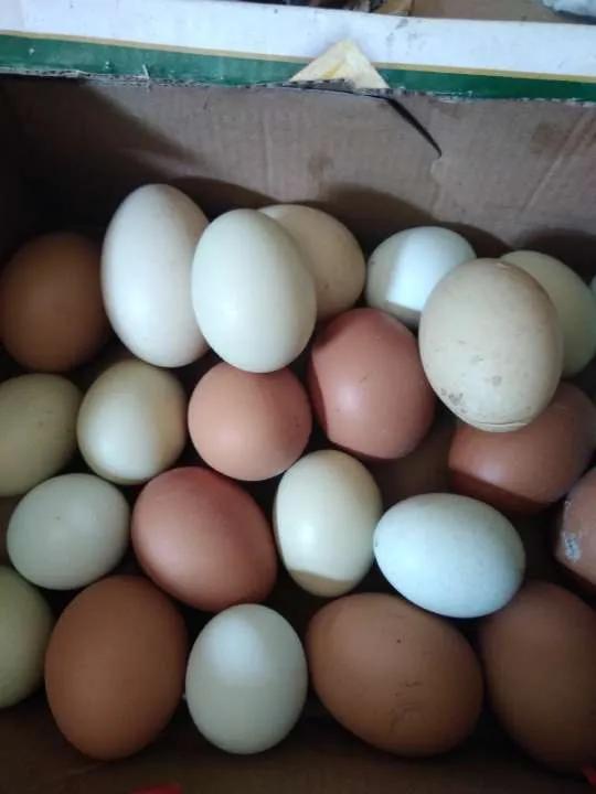 表哥的鸳鸯鸭真有意思