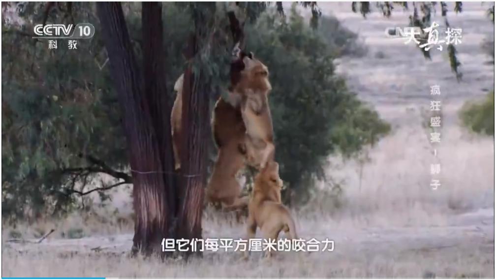 两个外国人吃狮子,两个外国人挑战被各种生物咬