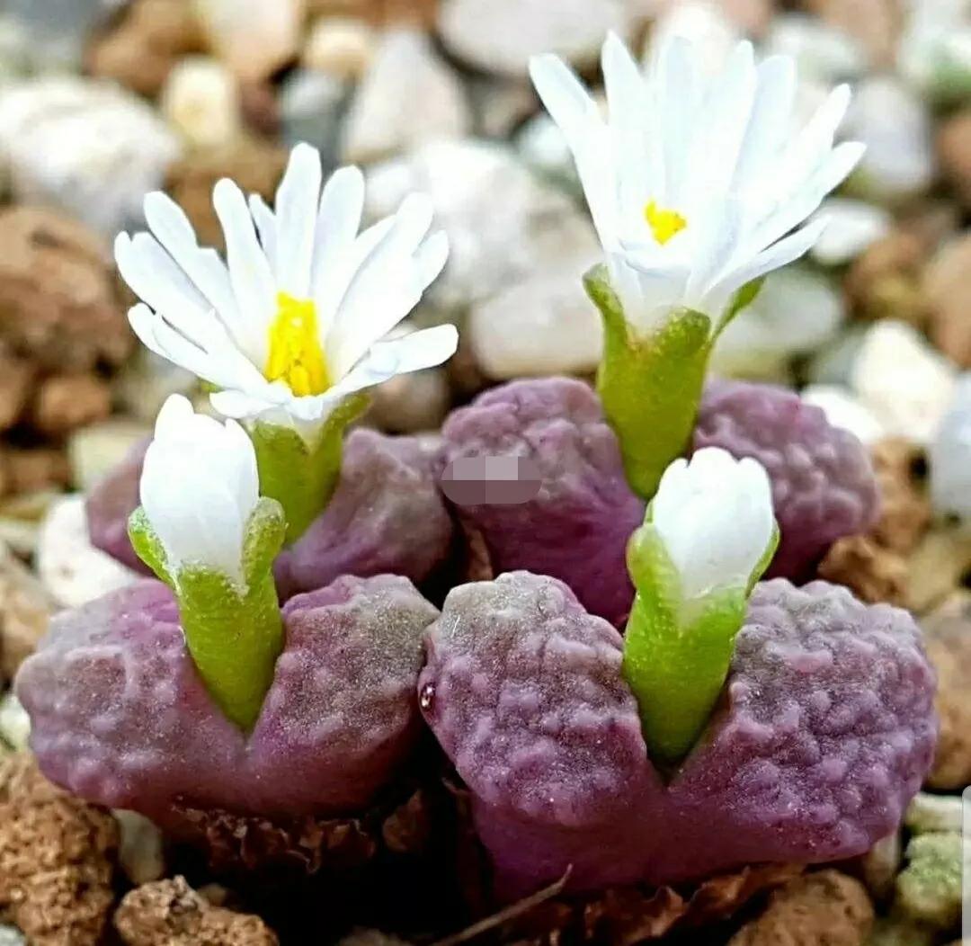 多肉植物石头开花,多肉石头花秋季
