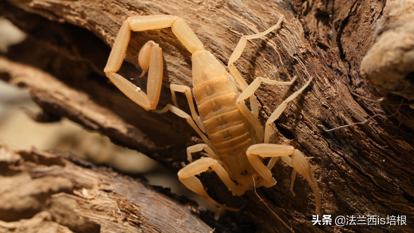 世界最毒的十种蝎,世界上最强的毒蝎排名