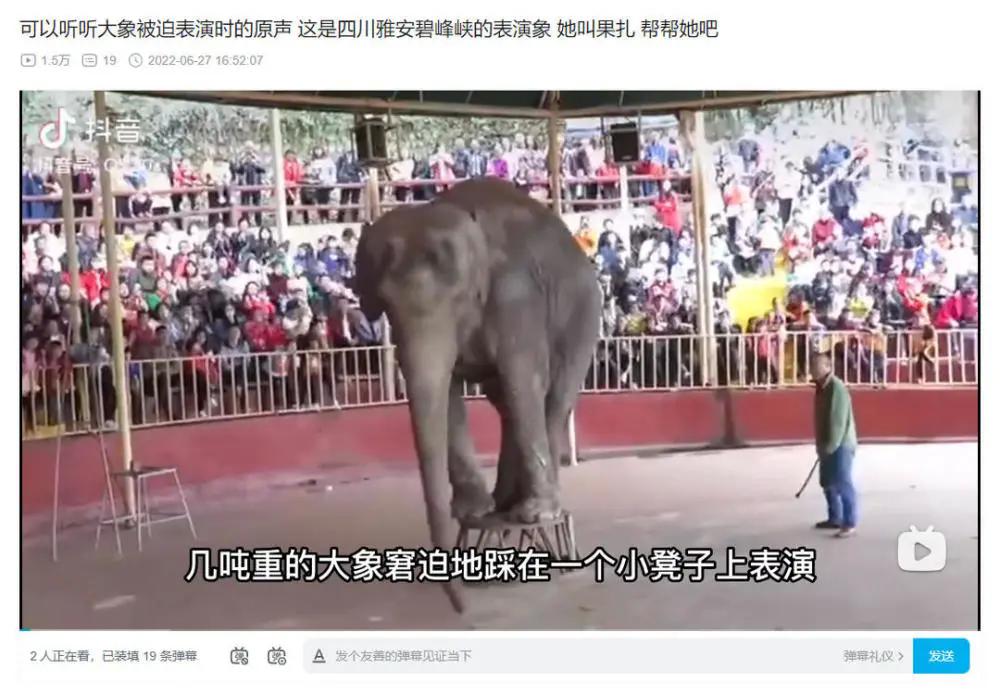 碧峰峡大象新闻,雅安碧峰峡野生动物园大象表演