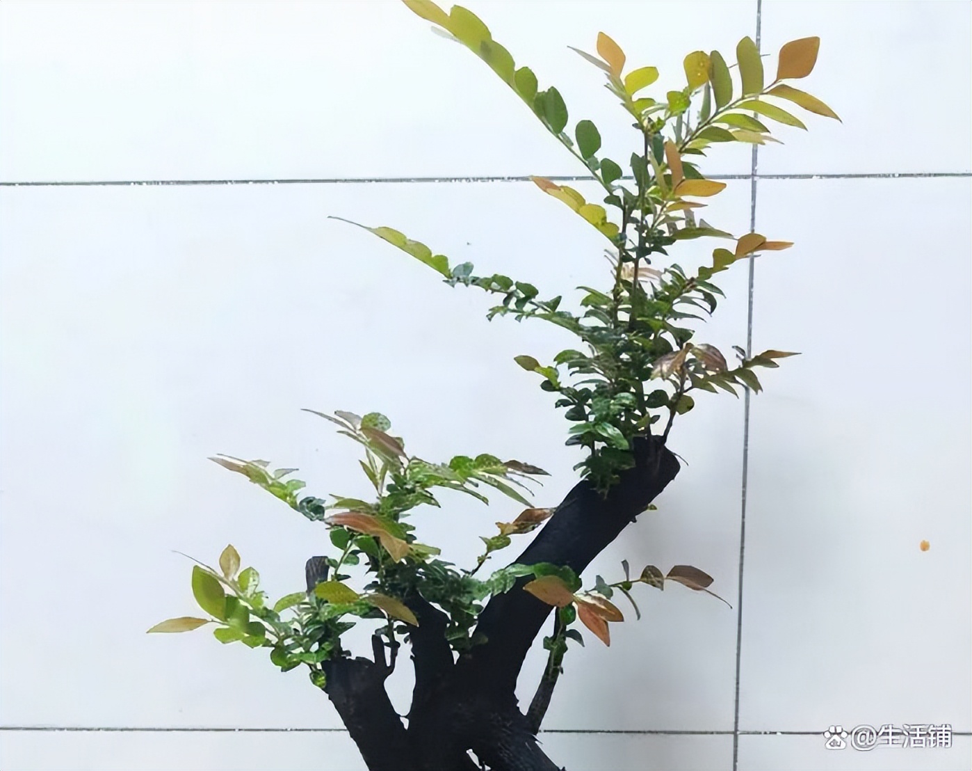 小叶紫檀怎么养才能爆盆,小叶紫檀的养殖方法和注意事项