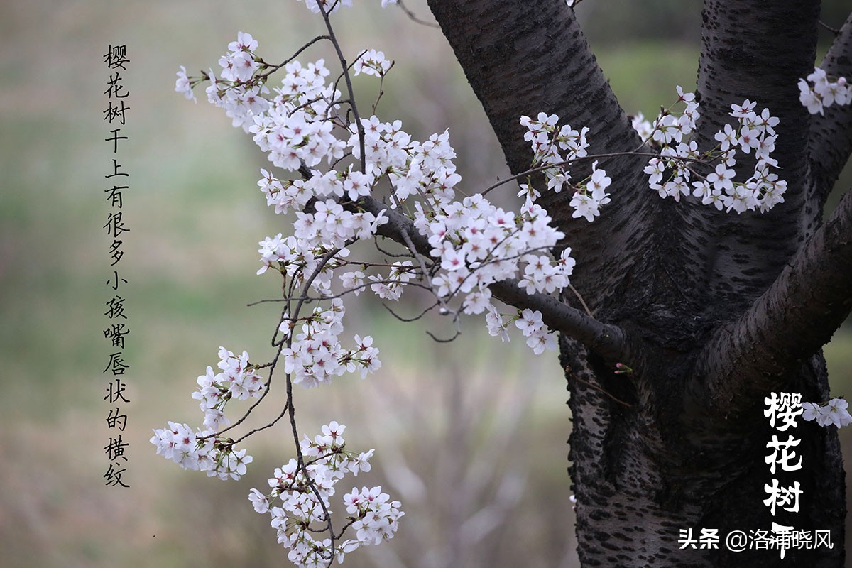 樱桃花和东京樱花区别,樱花和山樱桃花是一样的吗