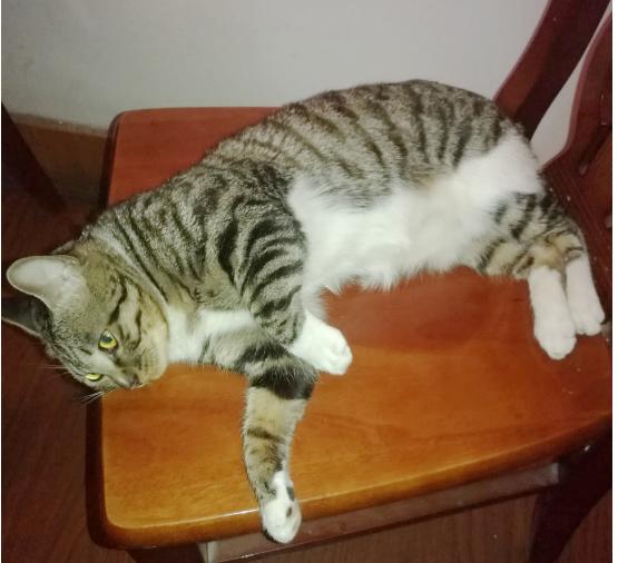 雪纳瑞和猫相处,雪纳瑞能和狸花猫一起养吗