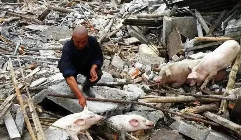 养猪场被强拆事件后续,强拆猪圈卢某后续