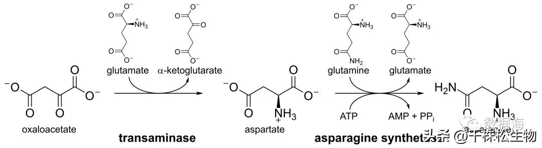 天门冬氨酸属于18种氨基酸吗,天门冬酰胺和天门冬氨酸的区别