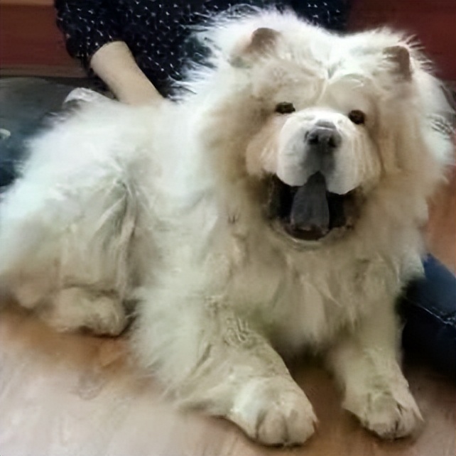 老妈给狗申请微信号,拉进家族群,每天更新朋友圈…可看完我却哭了